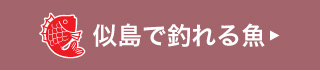 似島で釣れる魚。